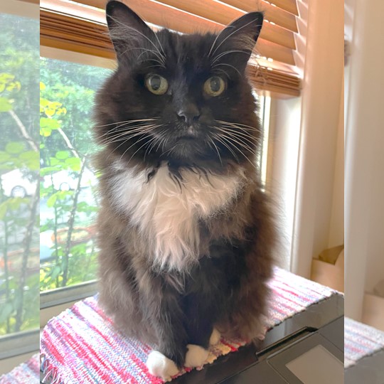 Cookie cat lost 27 nov